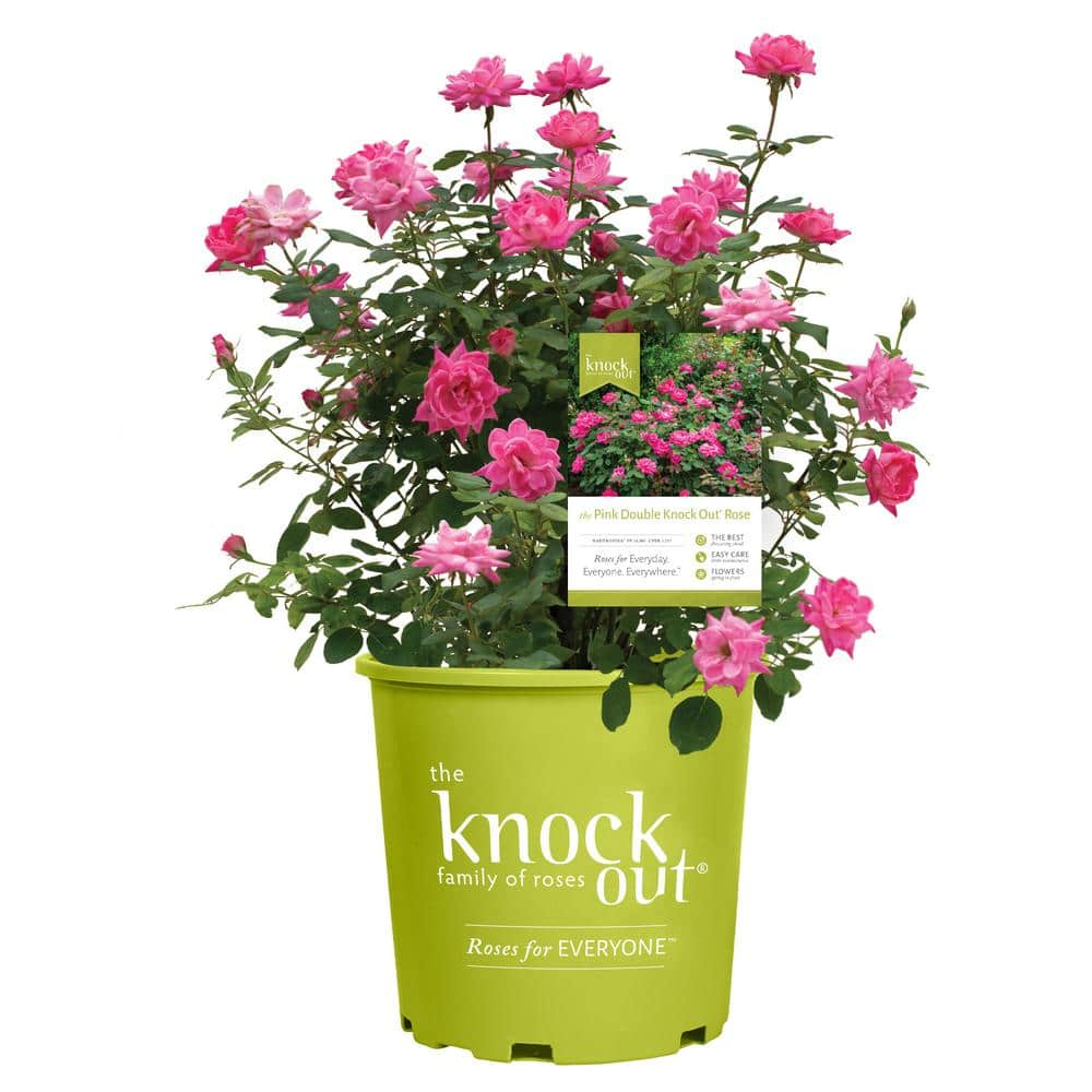 KNOCK OUT 1 Gal. Pink Double Knock Out Rose Bush with Pink Flowers 13155