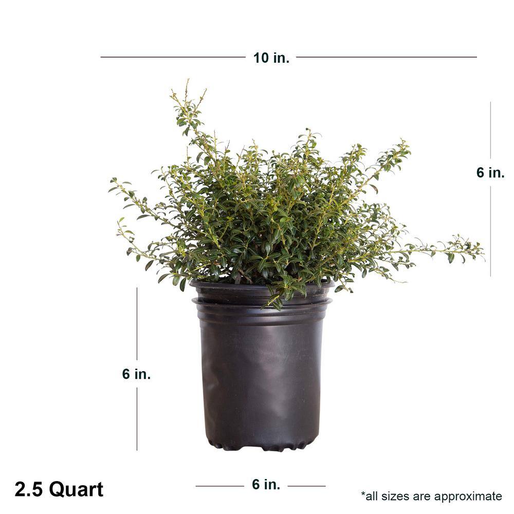 FLOWERWOOD 2.5 Qt. Soft Touch Holly(Ilex) Live Evergreen Shrub Finely Textured Green Foliage 3118Q