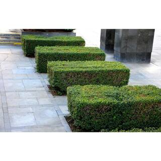 BELL NURSERY 3 Gal. California Privet (Ligustrum) Flowering Live Shrub with White Flowers LIGUS3OVA1PK