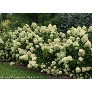 PROVEN WINNERS 1 Gal. Little Lime Hardy Hydrangea (Paniculata) Live Shrub Green to Pink Flowers HYDPRC1076101