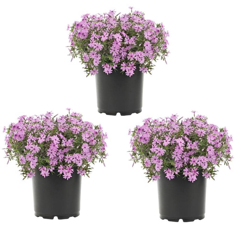 METROLINA GREENHOUSES 2 Qt. Pink Phlox Subulata Perennial Plant (3-Pack) 4010