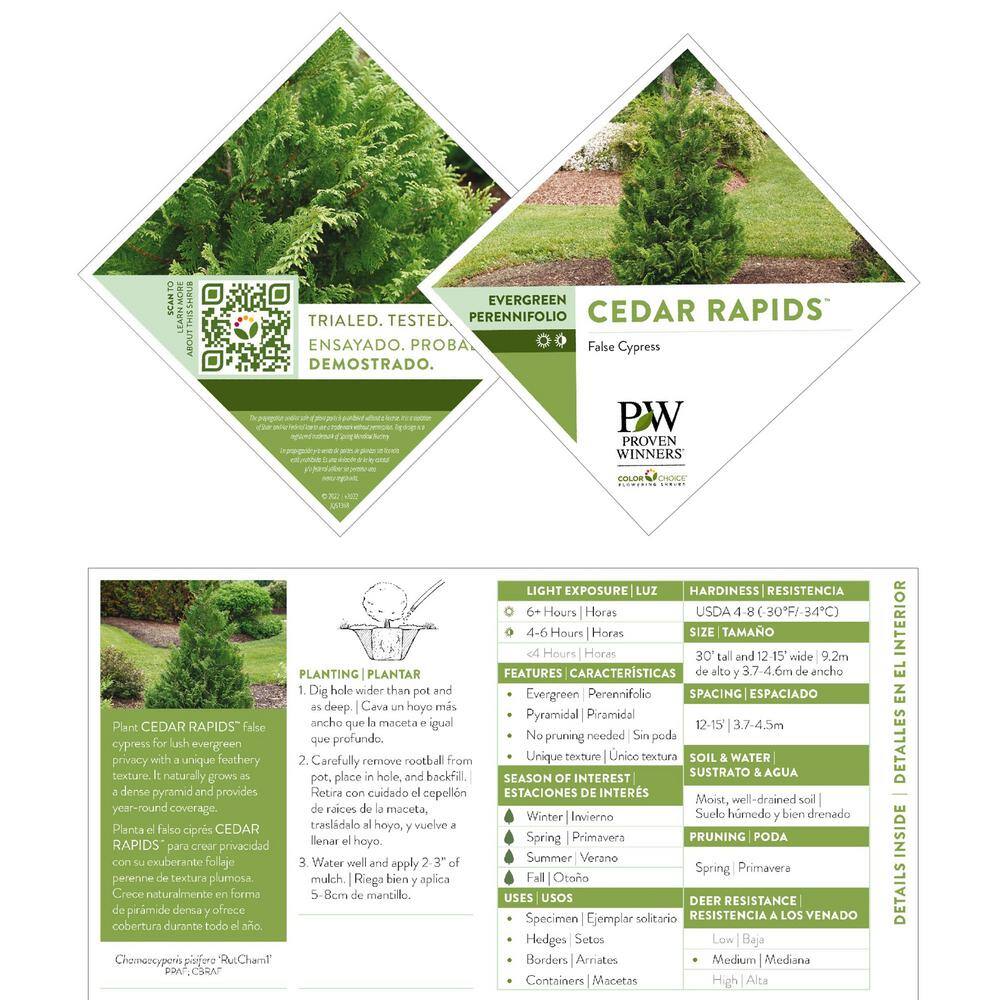 PROVEN WINNERS 2 Gal. Cedar Rapids Cypress Shrub 18320