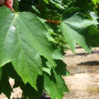 7 Gal. Brandywine Maple Shade Tree MAPBRA07G