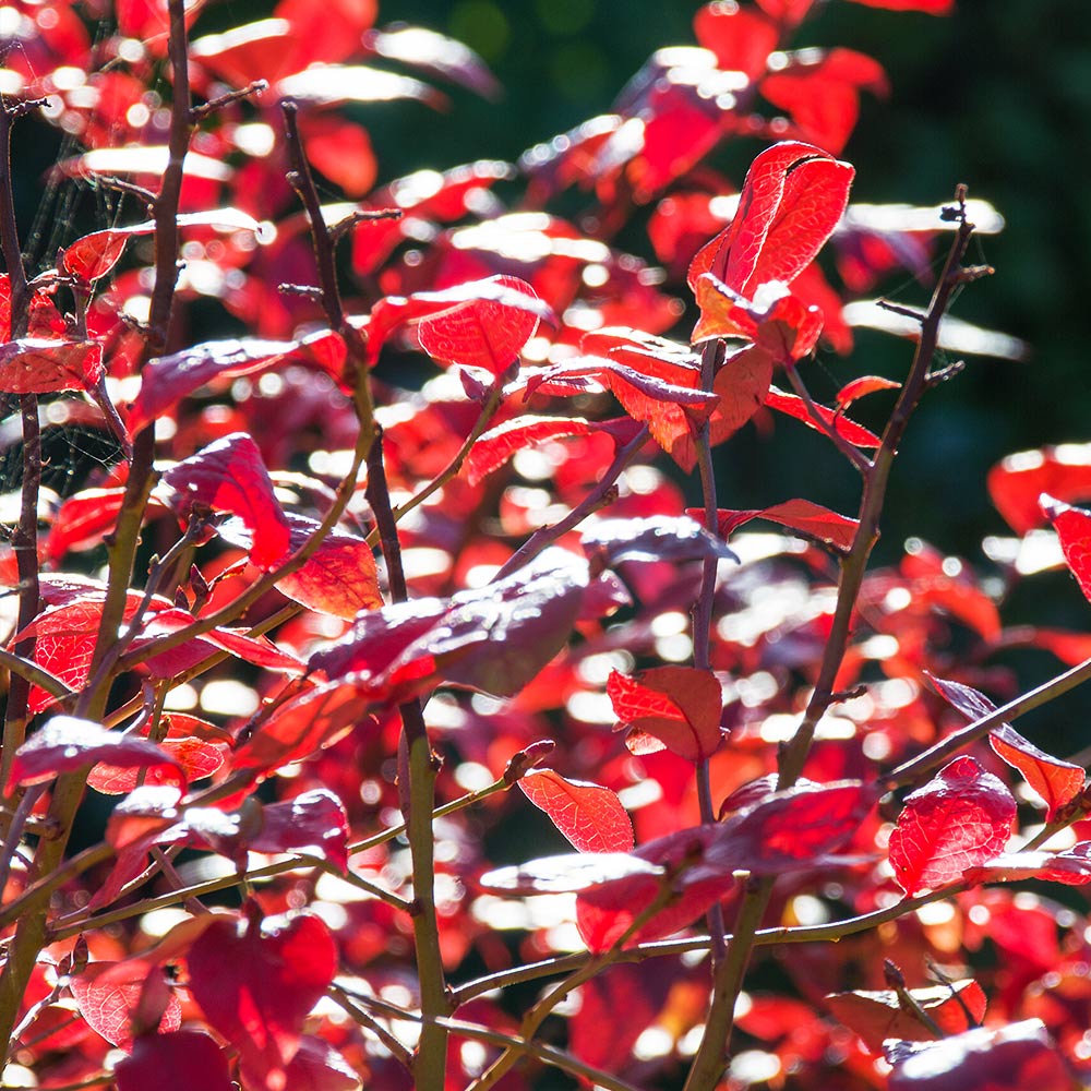 Toro Blueberry Bush