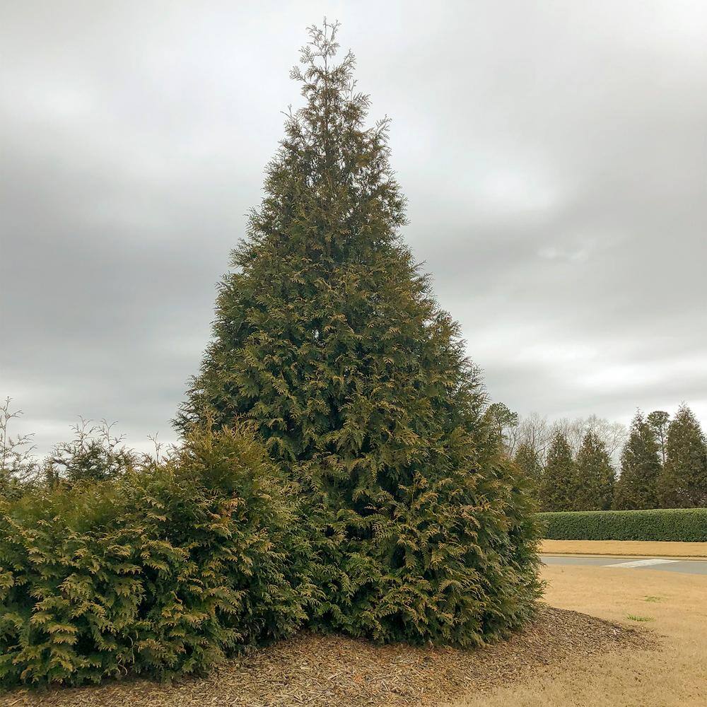 Spring Hill Nurseries Green Giant Upright Arborvitae Potted Evergreen Shrub Hedge Kit 3 ft. to 4 ft. Tall (3-Pack) 96313