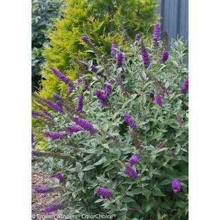 PROVEN WINNERS 1 Gal. Miss Violet Butterfly Bush (Buddleia) Live Shrub Purple Flowers BUDPRC1196101