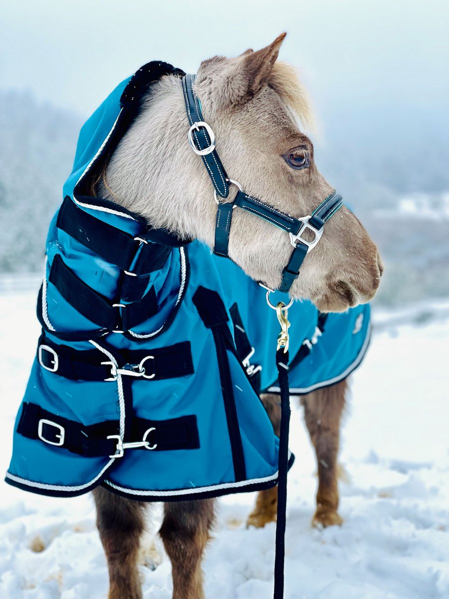 Star Point Horsemanship Mini-Pony 350 Heavyweight Hooded Blanket