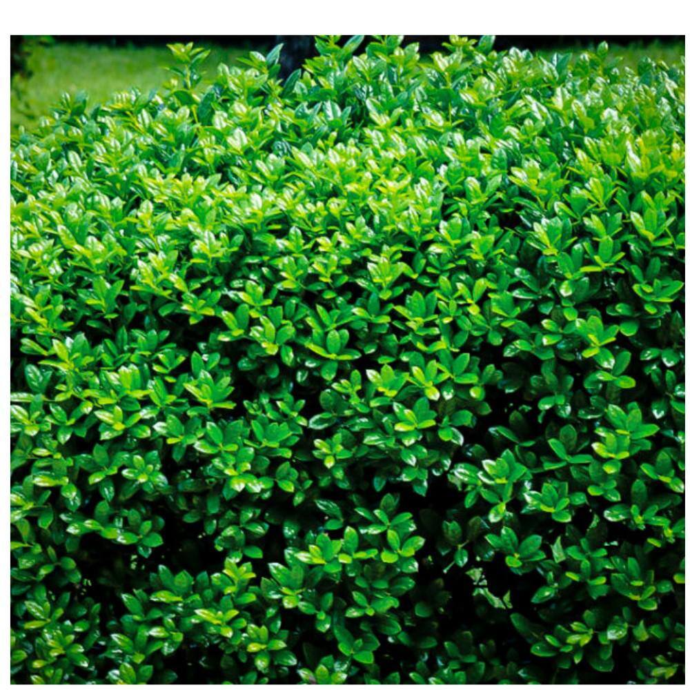 3 Gal. Burfordi Dwarf Holly Evergreen Tree HOLBUR03GD
