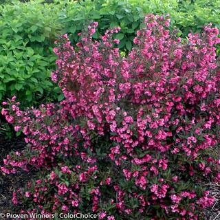 PROVEN WINNERS 4.5 in. Qt. Wine and Roses Reblooming Weigela (Florida) Live Shrub Pink Flowers and Dark Purple Foliage WEIPRC1017800