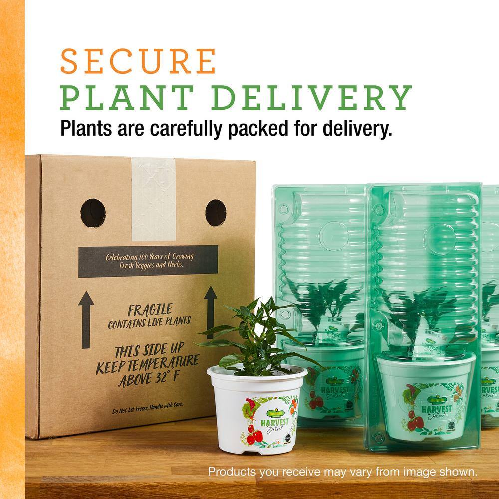 BONNIE PLANTS HARVEST SELECT 25 oz. Sweet Million Cherry Tomato Plant 715339321640