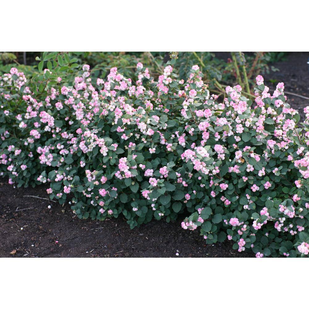 BLOOMIN' EASY 2 Gal. Pinky Promise Snowberry (Symphoricarpos) Live Shrub Gumball Pink Berries DGSZ5999