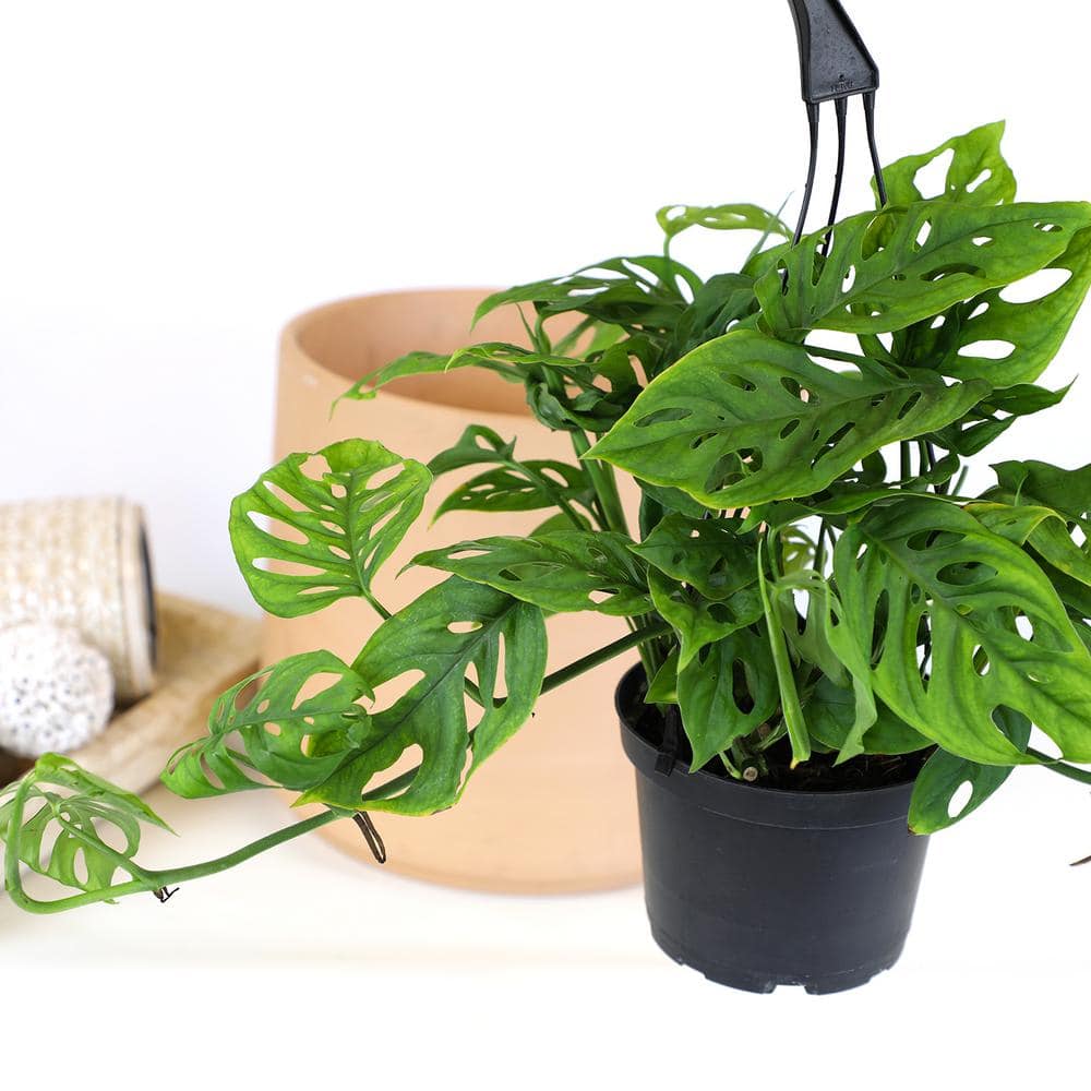 ALTMAN PLANTS 6 in. Monstera Swiss Cheese Houseplant Hanging Basket 0872670