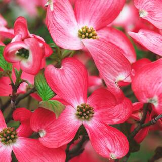 #7 pot Red Flowering Deciduous Dogwood Tree DOGRED07G