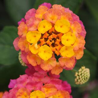 ALTMAN PLANTS 1.7 Pint LANTANA Assorted Colors 4-Pack 0881420