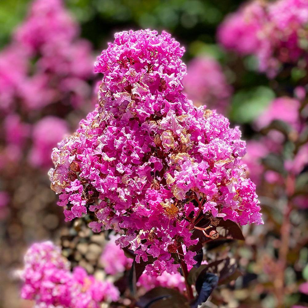 BLACK DIAMOND Purely Purple Crape Myrtle Dark Leaf Purple Flowering Ornamental Tree CRMBPP07G