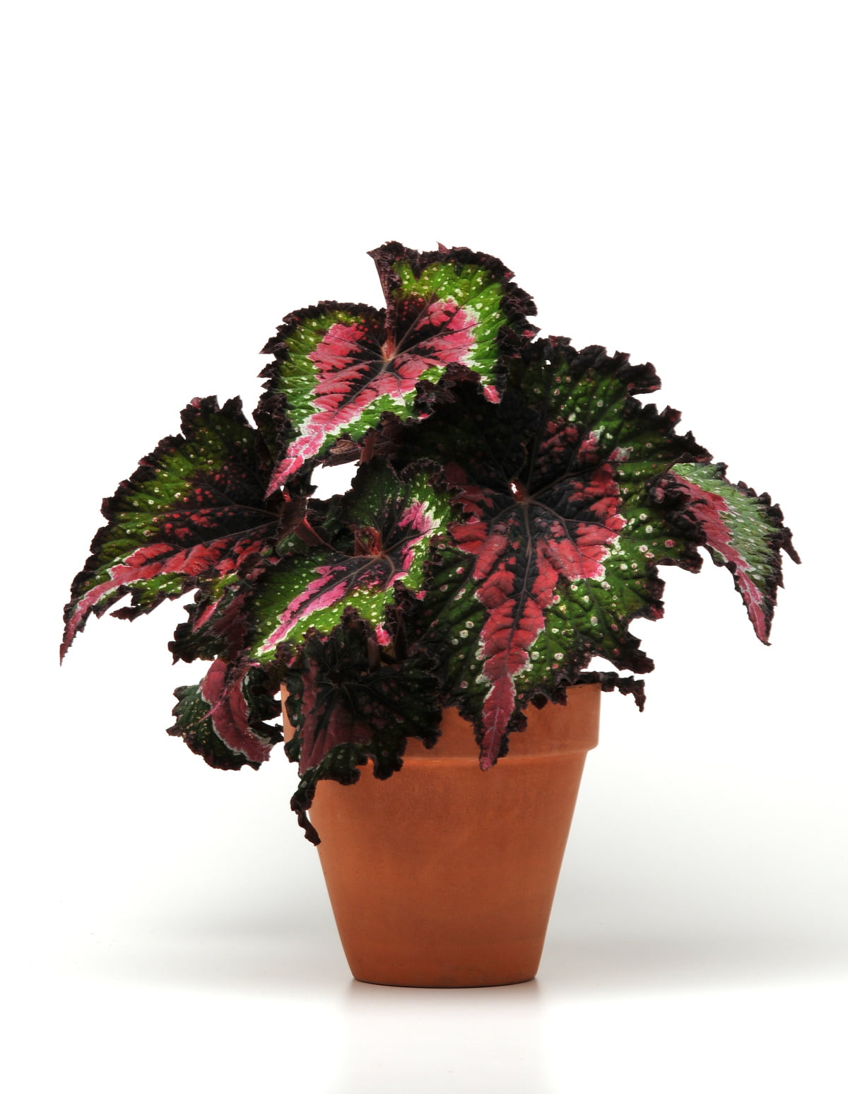 6 In. Jurassic Watermelon Rex Begonia - 2 Piece