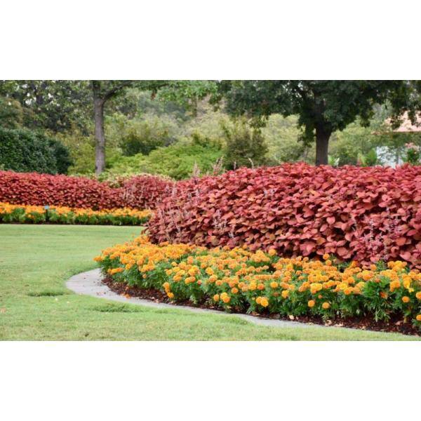 Pure Beauty Farms 1.38 Pt. Coleus Plant Oxblood Red in 4.5 In. Grower's Pot (4-Plants) DC45COLOXBLOOD4