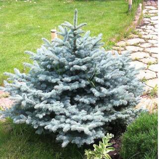 Online Orchards 1 Gal. Baby Blue Spruce Shrub With Silvery Turquoise Evergreen Needles CFSP004