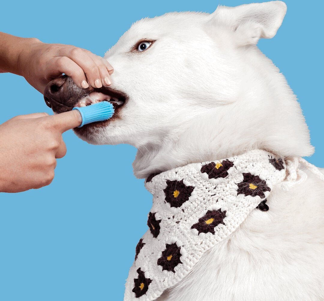 Jasper Finger Dog and Cat Toothbrush