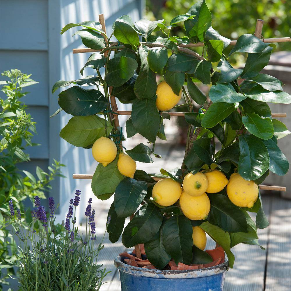 Garden State Bulb Meyer Lemon Tree Live Plant (1 gal. Pot) ECS-21-01-01