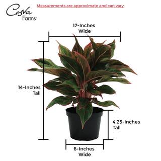 Costa Farms Aglaonema Indoor Chinese Evergreen Plant in 6 in. Ceramic Pot Avg. Shipping Height 1-2 ft. Tall 6SIAMAGHOL2PK