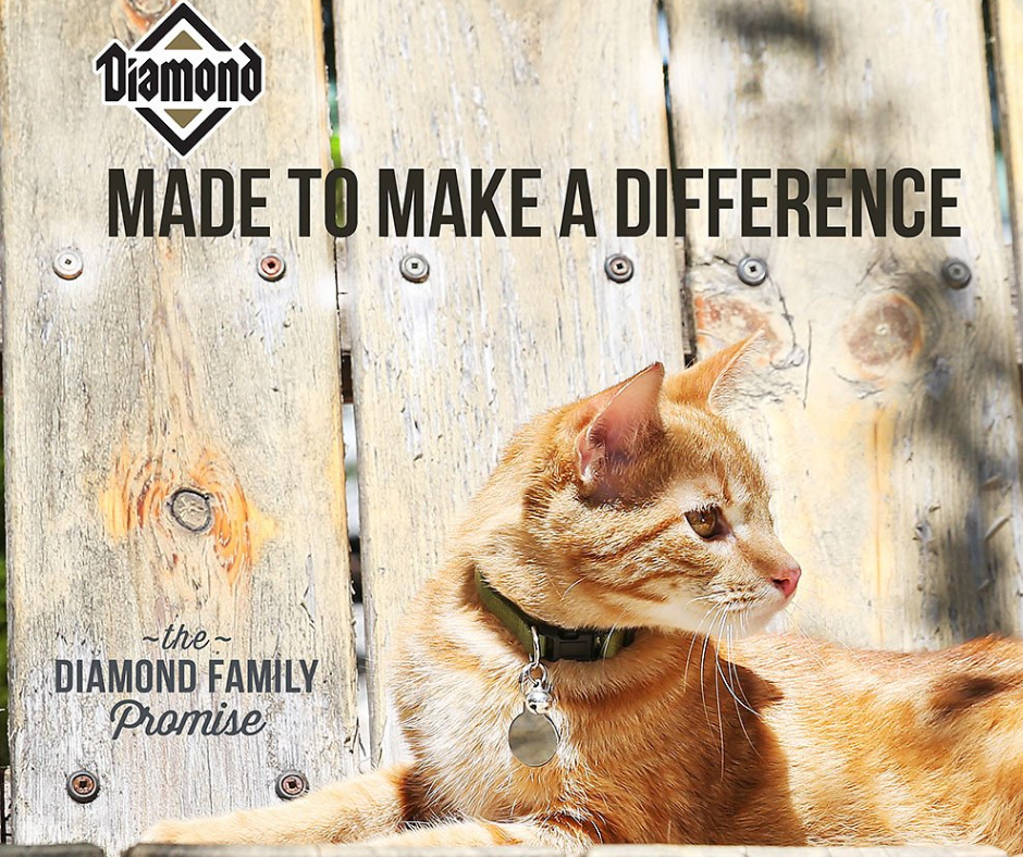 Diamond - Maintenance Formula Dry Cat Food