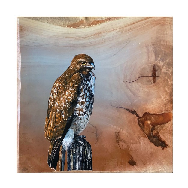 Trademark Fine Art jim Brune x27 redtail Hawk x27 Canvas Art