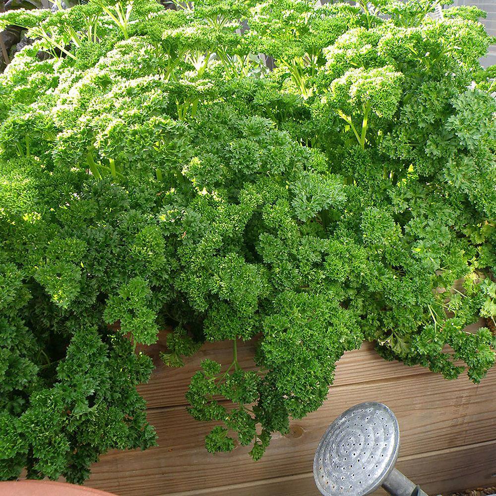 Bonnie Plants 19 oz. Curled Parsley Herb Plant 1003800701