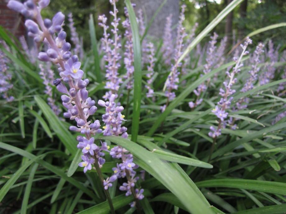 Classy Groundcovers - Liriope muscari 'Emerald Goddess'  {25 Pots - 3 1/2 inch Square}