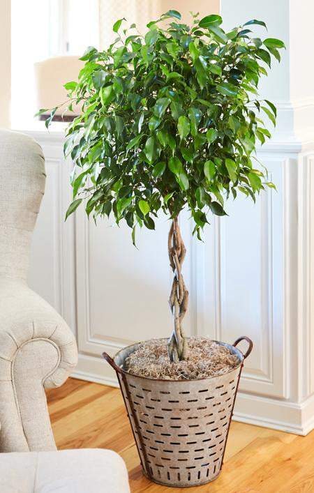 Benjamina Ficus Tree - Popular Indoor Houseplant - Cannot Ship to AZ