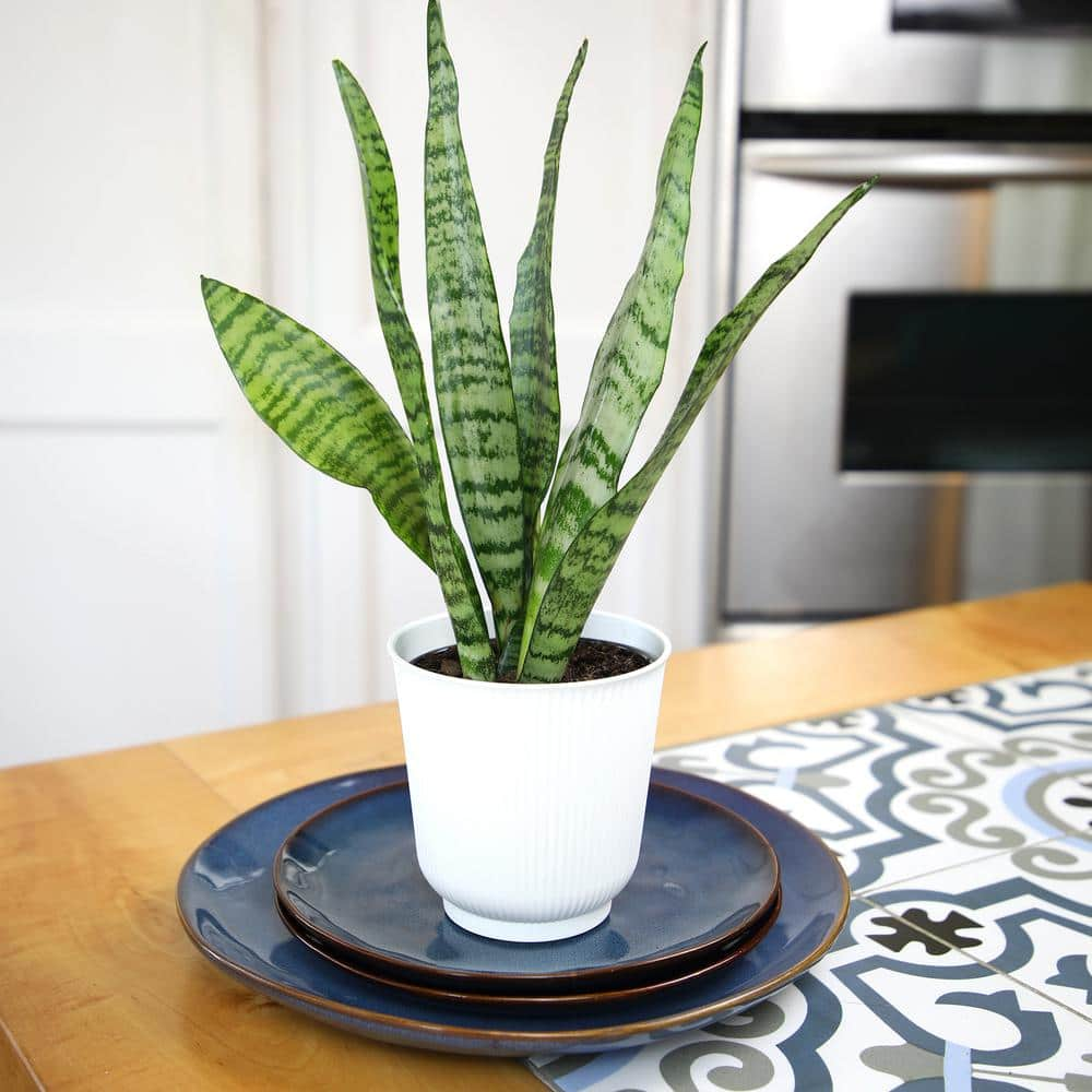 ALTMAN PLANTS Decorative Snake Plant Gift (Sansevieria Zeylanica) Variegated Houseplant in 4.25 in. White Pot 0873205