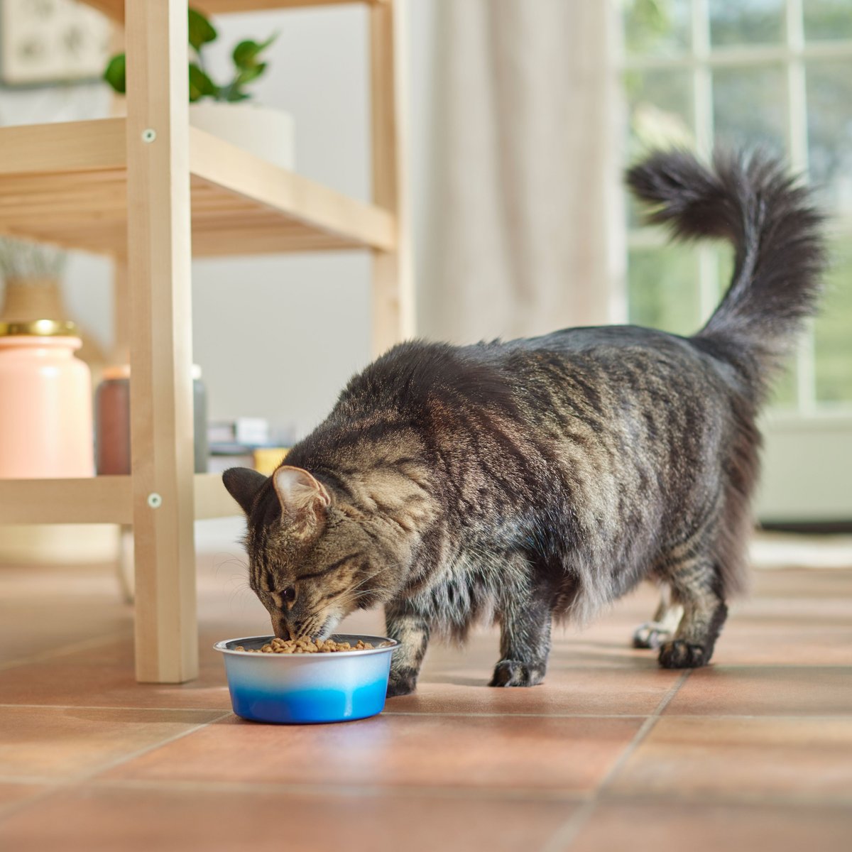 Frisco Ombre Design Stainless Steel Dog and Cat Bowl， Blue， 2 Cup