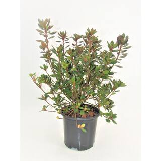 BELL NURSERY 1 Gal. Azalea Johanna Live Flowering Evergreen Shrub Red Flowers AZLEA1JOH1PK