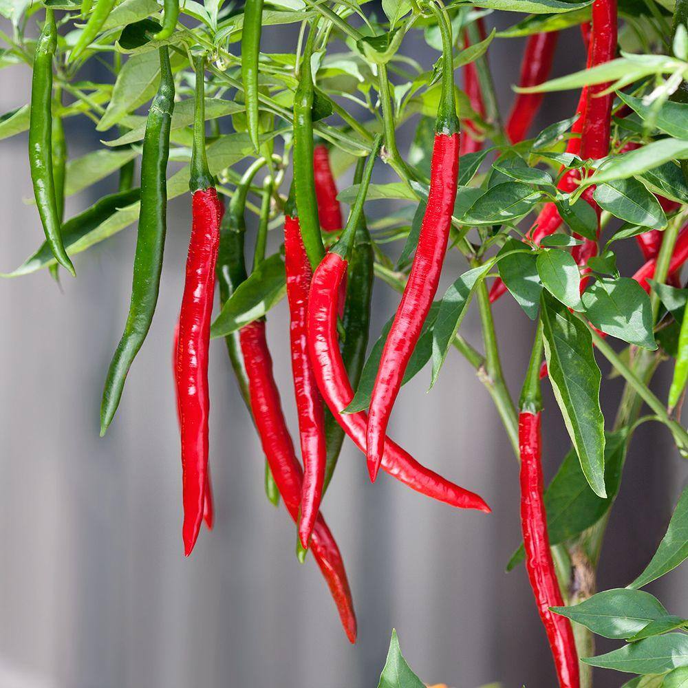 Bonnie Plants 6PK Pepper - Hot quotDragon Cayennequot 2202