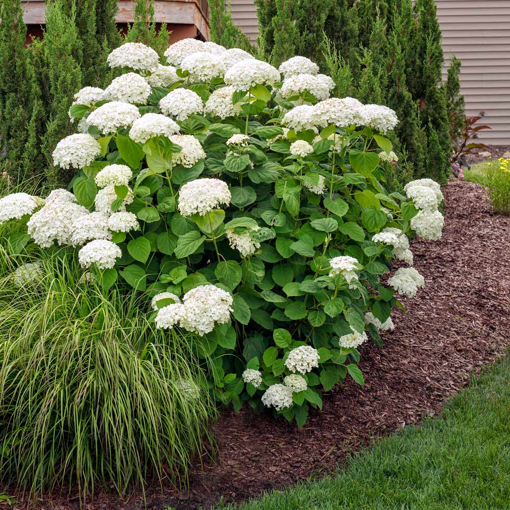 Annabelle Hydrangea Shrub