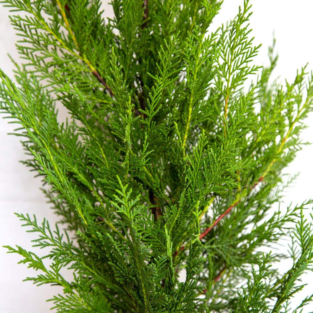 FLOWERWOOD 2.5 Qt. Leyland Cypress Live Evergreen Shrub Rich Green Foliage 12371