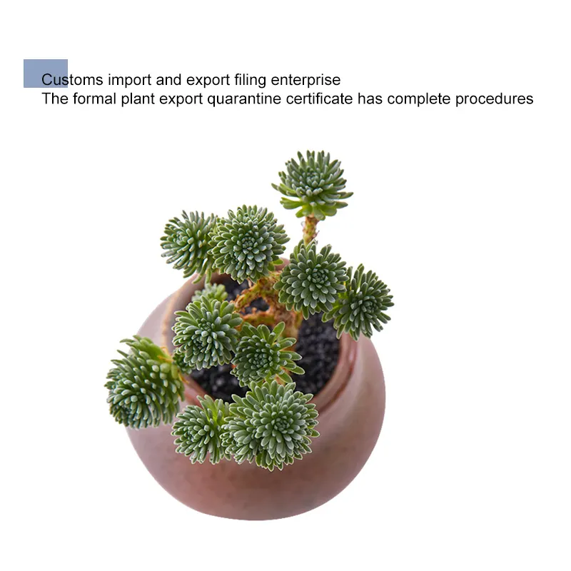 China Nursery Direct Supply Succulent Plants Live Eco Friendly Artificial Indoor Plants