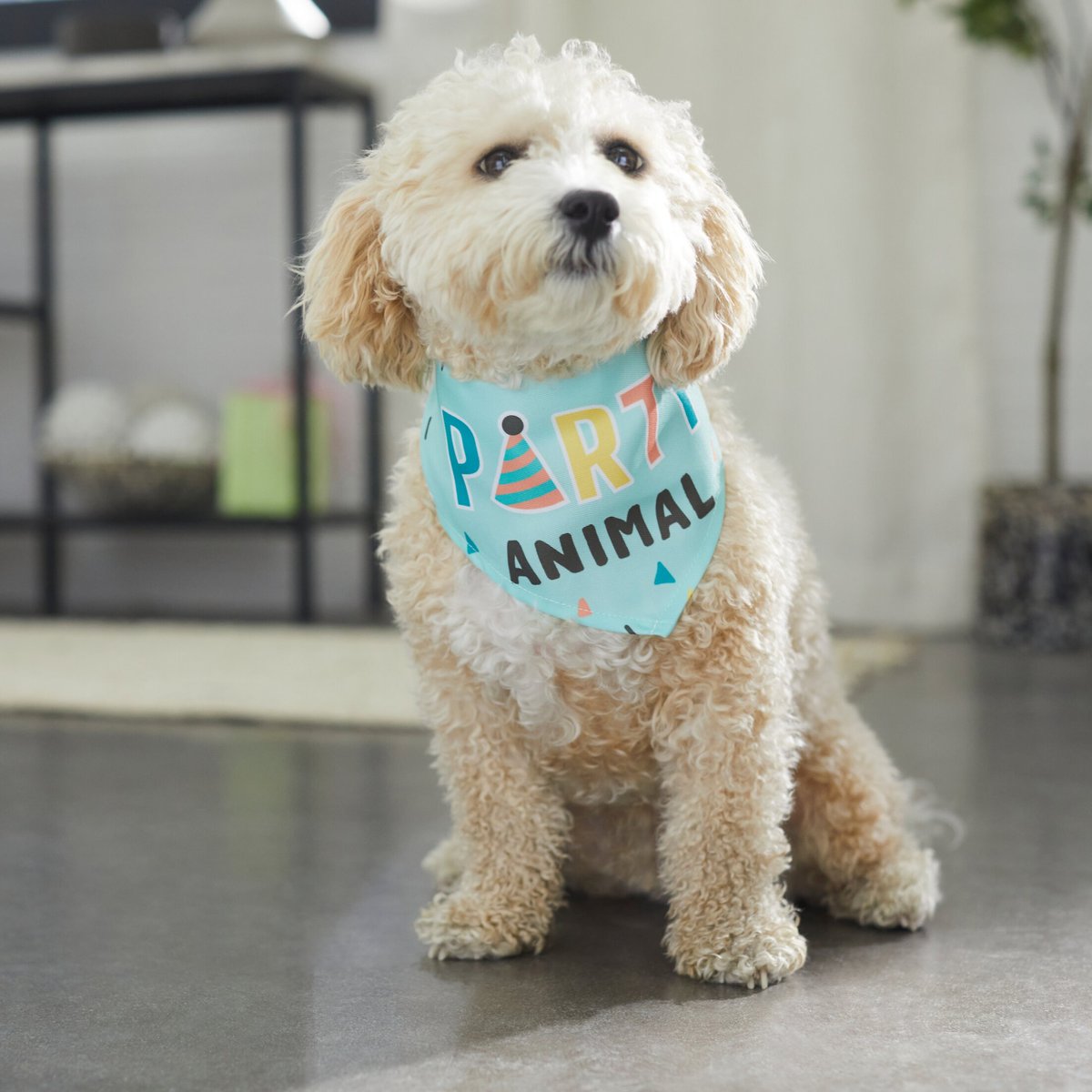 Frisco Party Animal Dog and Cat Bandana