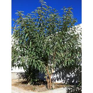 Online Orchards All-in-1 Almond Tree Bare Root NTAL001
