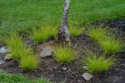 Classy Groundcovers - Carex appalachica   {25 Pots - 3 1/2 inch Square}