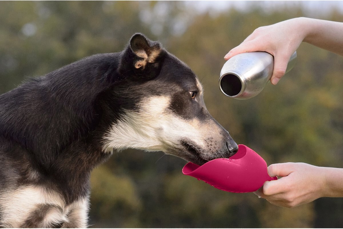 KONG H2O Stainless Steel Dog Water Bottle