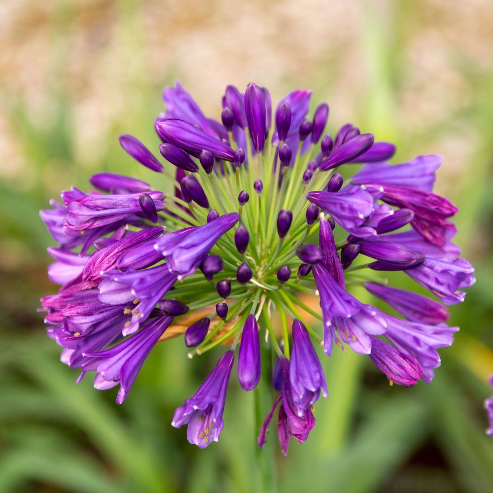 SOUTHERN LIVING 2.5 qt. Ever Amethyst Agapanthus with Reblooming Purple Flower Clusters 0276Q