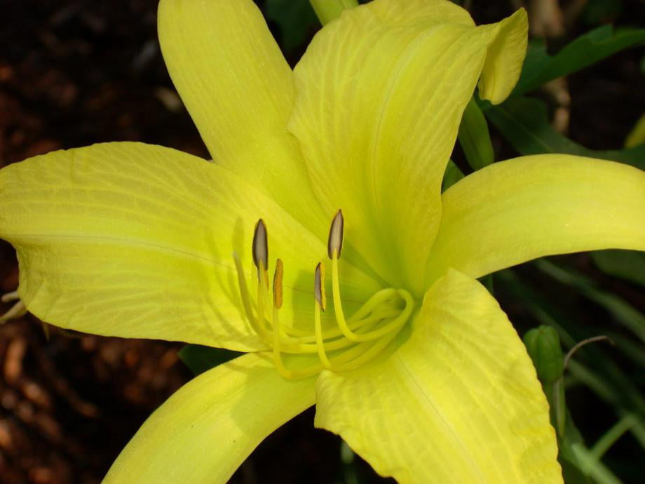 Classy Groundcovers - Hemerocallis 'Hyperion'  {25 Bare Root Plants}