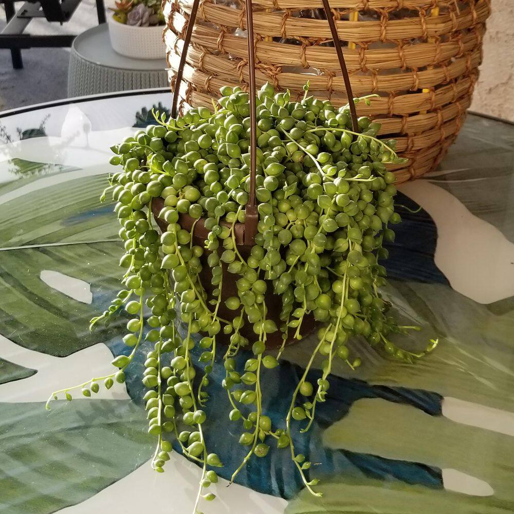 SMART PLANET 6 in. Assorted String of Pearls Hanging Basket Plant 0881004