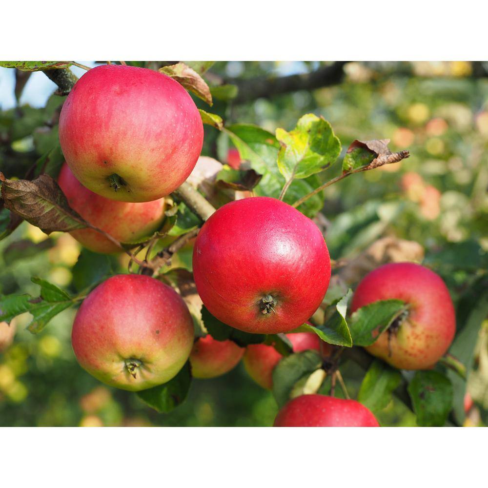 Online Orchards Cortland 3 ft. - 4 ft. Tall 2-Years Old Apple Tree Bare-Root FTAP011