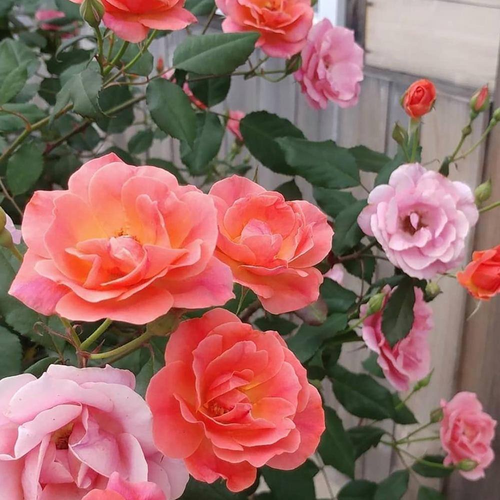 KNOCK OUT 1 Gal. Coral Knock Out Rose Bush with Orange-Pink Flowers and Rich Green Foliage 13157