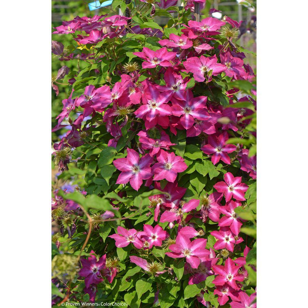 PROVEN WINNERS 4.5 in. qt. Viva Polonia (Clematis) Live Shrub Bush Red Flowers with a White Star CLMPRC1077800