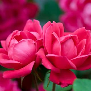 KNOCK OUT 1 Gal. Red Double Knock Out Rose Bush with Red Flowers 13156