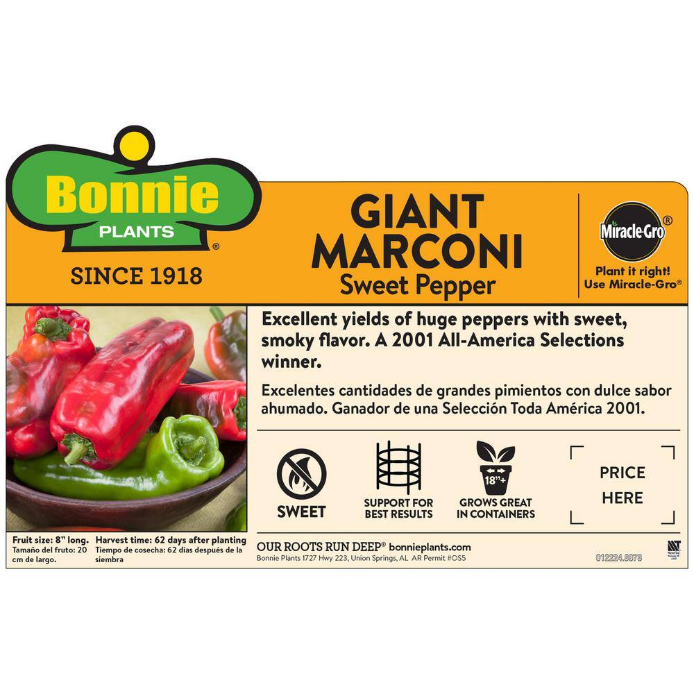 Bonnie Plants 19 oz. Giant Marconi Pepper Plant 3500