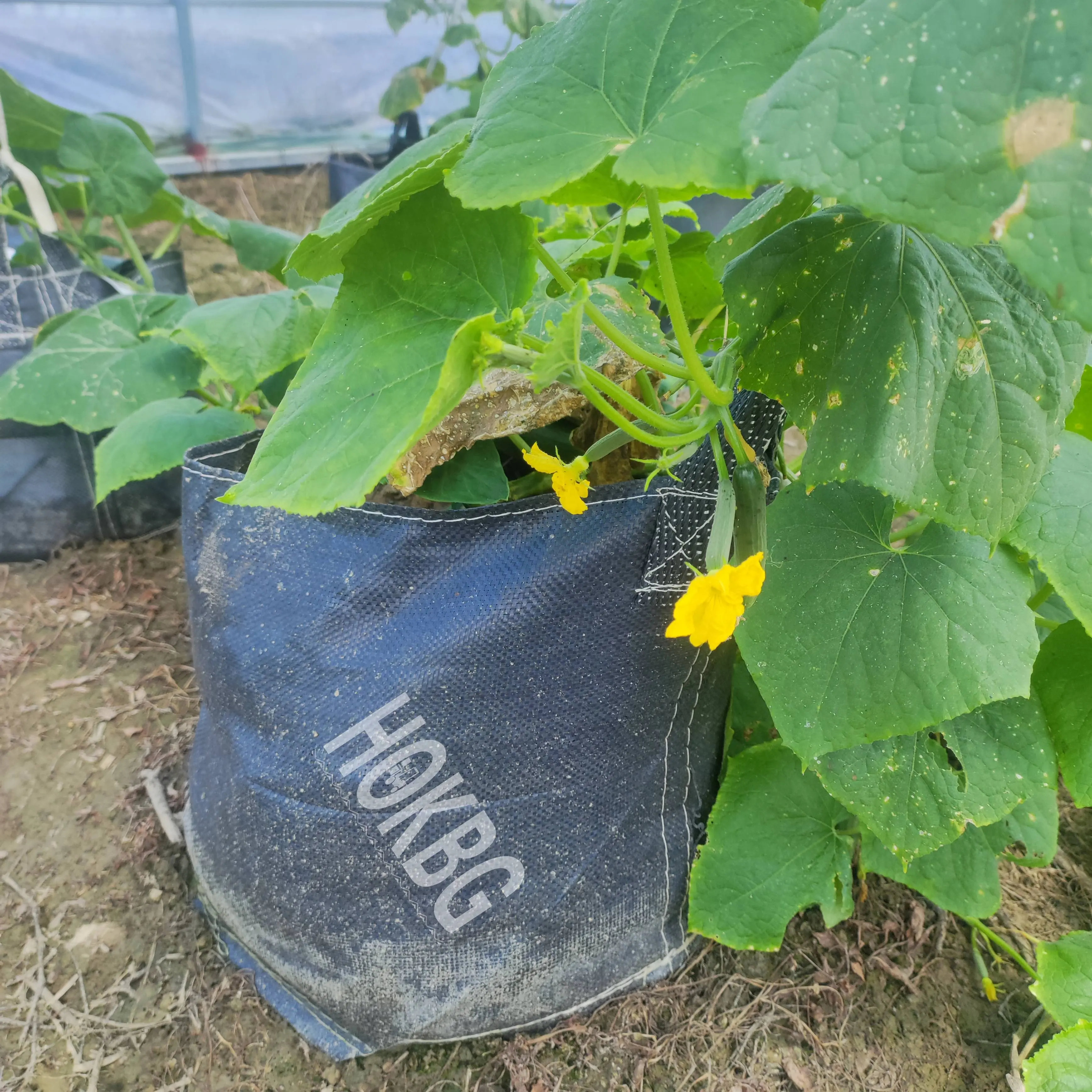 HOKBG 5/7/10/15/20 gallon planter grow bag fruit pp woven fabric plant pots Flower pot  grow bags for planting vegetables